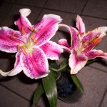 Star lilies in bloom.