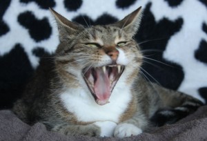 yawningSpeedy