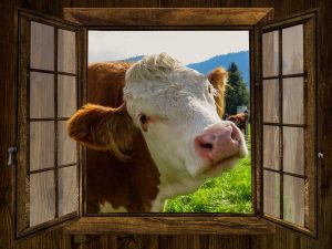 cow looking in window