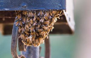 bees-under-mailbox-pestcemetery