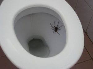 spider-in-toilet-4